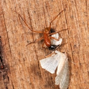 Camponotus consobrinus at Melba, ACT - 11 Nov 2020 10:21 PM