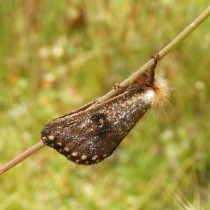 Epicoma contristis at Kambah, ACT - 10 Dec 2020 02:47 PM