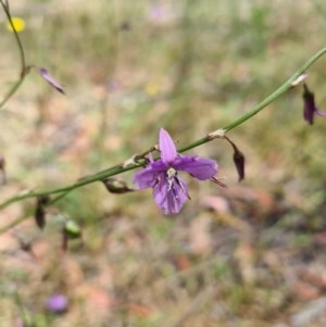 Arthropodium fimbriatum at Aranda, ACT - 14 Dec 2020