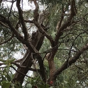 Eudynamys orientalis at Rivett, ACT - 14 Dec 2020