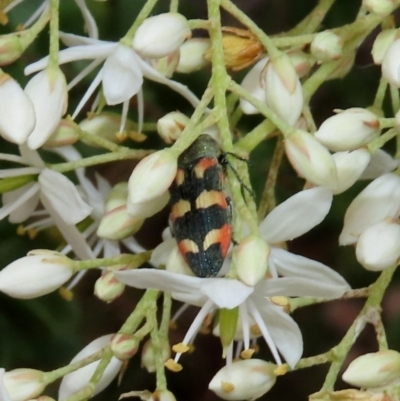 Castiarina sexplagiata (Jewel beetle) at Tuggeranong Hill - 14 Dec 2020 by owenh