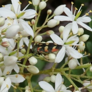 Castiarina sexplagiata at Theodore, ACT - 14 Dec 2020