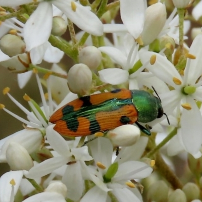 Castiarina scalaris (Scalaris jewel beetle) at Tuggeranong Hill - 14 Dec 2020 by owenh