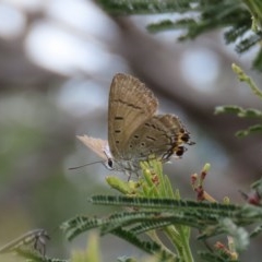 Jalmenus ictinus (Stencilled Hairstreak) at Tuggeranong Hill - 14 Dec 2020 by owenh