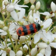 Castiarina crenata (Jewel beetle) at Theodore, ACT - 14 Dec 2020 by Owen