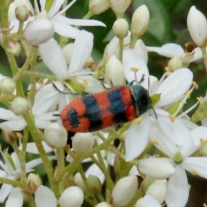 Castiarina crenata at Theodore, ACT - 14 Dec 2020 12:25 PM