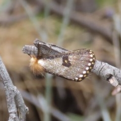 Epicoma contristis (Yellow-spotted Epicoma Moth) at Tuggeranong Hill - 14 Dec 2020 by owenh