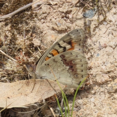 Junonia villida (Meadow Argus) at Tuggeranong Hill - 14 Dec 2020 by owenh