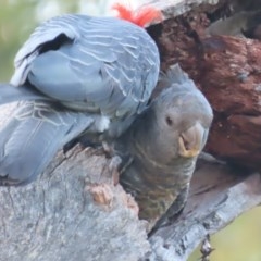 Callocephalon fimbriatum (Gang-gang Cockatoo) at GG160 - 13 Dec 2020 by roymcd