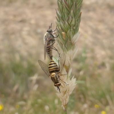 Australiphthiria hilaris (Slender Bee Fly) at Isaacs, ACT - 14 Dec 2020 by Mike