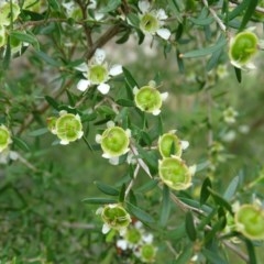 Leptospermum obovatum at Isaacs, ACT - 14 Dec 2020