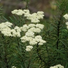 Cassinia longifolia (Shiny Cassinia, Cauliflower Bush) at Isaacs, ACT - 14 Dec 2020 by Mike