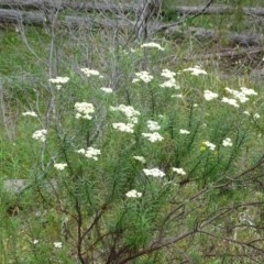 Cassinia longifolia at Isaacs, ACT - 14 Dec 2020