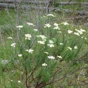 Cassinia longifolia at Isaacs, ACT - 14 Dec 2020