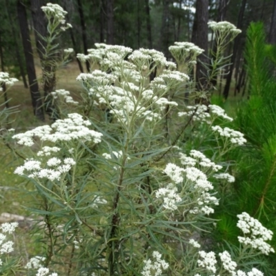 Cassinia longifolia (Shiny Cassinia, Cauliflower Bush) at Isaacs Ridge - 14 Dec 2020 by Mike