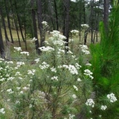 Cassinia longifolia at Isaacs Ridge - 14 Dec 2020 12:49 PM