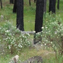 Cassinia longifolia at Isaacs Ridge - 14 Dec 2020 12:49 PM