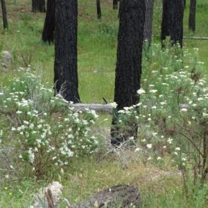 Cassinia longifolia at Isaacs Ridge - 14 Dec 2020 12:49 PM