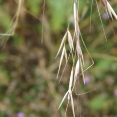 Avena barbata (Bearded Oat) at Isaacs Ridge - 14 Dec 2020 by Mike