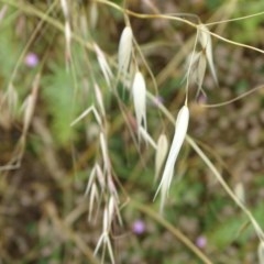 Avena barbata at Isaacs Ridge - 14 Dec 2020