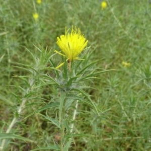 Carthamus lanatus at Isaacs Ridge - 14 Dec 2020 12:19 PM