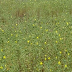 Carthamus lanatus at Isaacs Ridge - 14 Dec 2020 12:19 PM