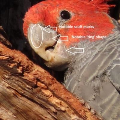 Callocephalon fimbriatum (Gang-gang Cockatoo) at O'Malley, ACT - 13 Dec 2020 by roymcd