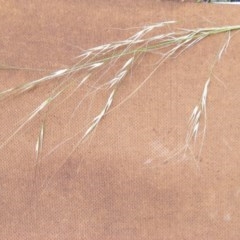 Austrostipa verticillata (Slender Bamboo Grass) at Isaacs Ridge Offset Area - 7 Dec 2020 by MichaelMulvaney