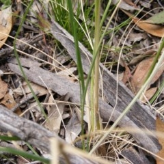 Austrostipa verticillata at Isaacs Ridge Offset Area - 7 Dec 2020