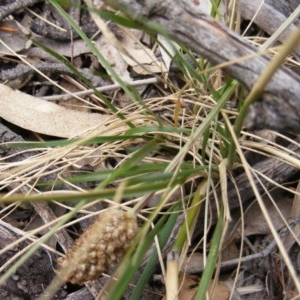 Austrostipa verticillata at Isaacs Ridge Offset Area - 7 Dec 2020