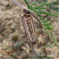 Clania ignobilis (Faggot Case Moth) at Theodore, ACT - 14 Dec 2020 by owenh