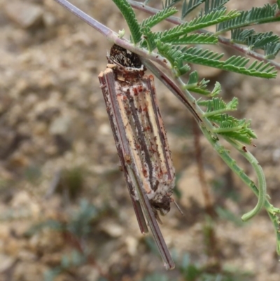 Clania ignobilis (Faggot Case Moth) at Tuggeranong Hill - 14 Dec 2020 by owenh