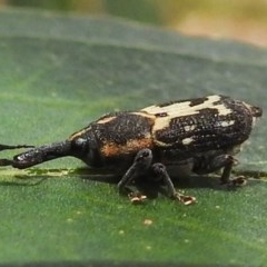 Neolaemosaccus sp. (genus) (A weevil) at Kambah, ACT - 14 Dec 2020 by HelenCross