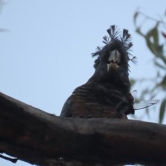 Callocephalon fimbriatum (Gang-gang Cockatoo) at O'Malley, ACT - 12 Dec 2020 by roymcd