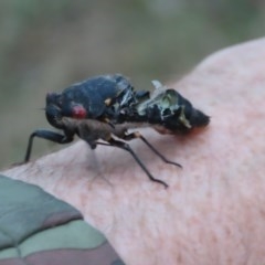 Callocephalon fimbriatum at O'Malley, ACT - suppressed