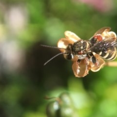 Lipotriches (Austronomia) phanerura (Halictid Bee) at Yarralumla, ACT - 14 Dec 2020 by PeterA