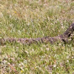 Varanus rosenbergi (Heath or Rosenberg's Monitor) at Mount Clear, ACT - 29 Nov 2020 by Jek