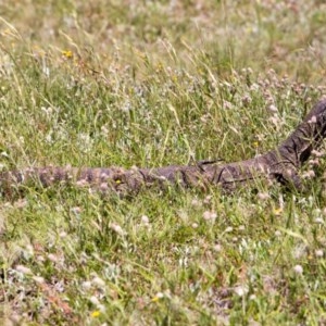 Varanus rosenbergi at Mount Clear, ACT - suppressed