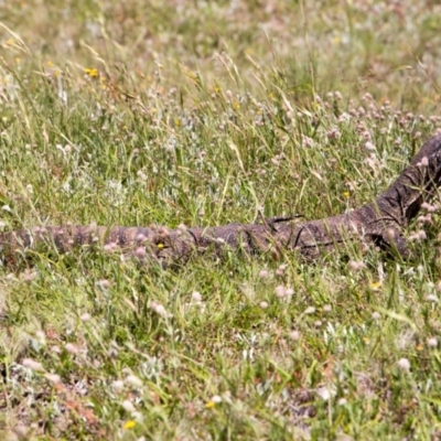 Varanus rosenbergi (Heath or Rosenberg's Monitor) at Mount Clear, ACT - 29 Nov 2020 by Jek
