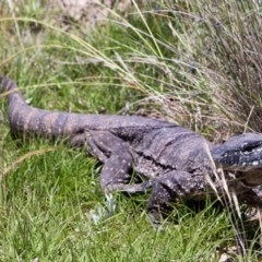 Varanus rosenbergi at Mount Clear, ACT - suppressed