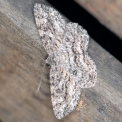 Ectropis fractaria (Ringed Bark Moth) at O'Connor, ACT - 9 Dec 2020 by ibaird