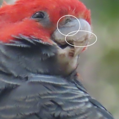 Callocephalon fimbriatum (Gang-gang Cockatoo) at Scrivener Hill - 12 Dec 2020 by roymcd