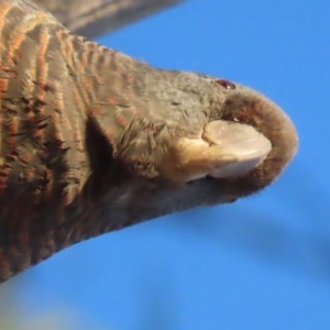 Callocephalon fimbriatum at Garran, ACT - 6 Dec 2020