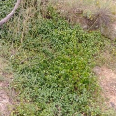 Vinca major (Blue Periwinkle) at Majura, ACT - 12 Dec 2020 by Avery