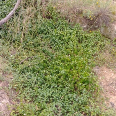 Vinca major (Blue Periwinkle) at Majura, ACT - 12 Dec 2020 by Avery