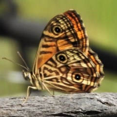 Geitoneura acantha (Ringed Xenica) at Paddys River, ACT - 14 Dec 2020 by JohnBundock