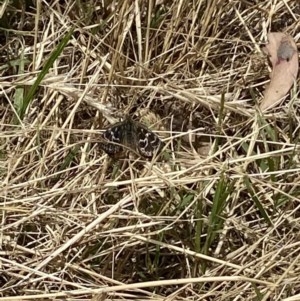 Synemon plana at Curtin, ACT - 14 Dec 2020 12:43 PM