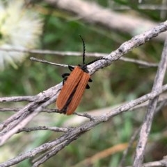 Porrostoma rhipidium (Long-nosed Lycid (Net-winged) beetle) at Murrumbateman, NSW - 13 Dec 2020 by SimoneC