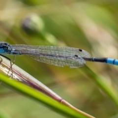 Ischnura heterosticta (Common Bluetail Damselfly) at Googong, NSW - 14 Dec 2020 by WHall