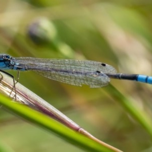 Ischnura heterosticta at Googong, NSW - 14 Dec 2020